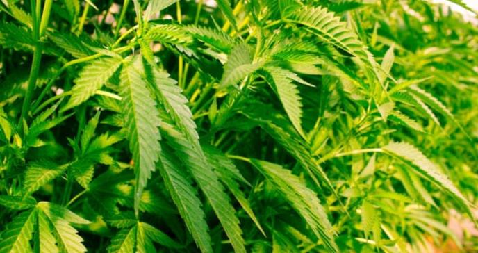Aprueban uso de la marihuana medicinal fumable en Florida