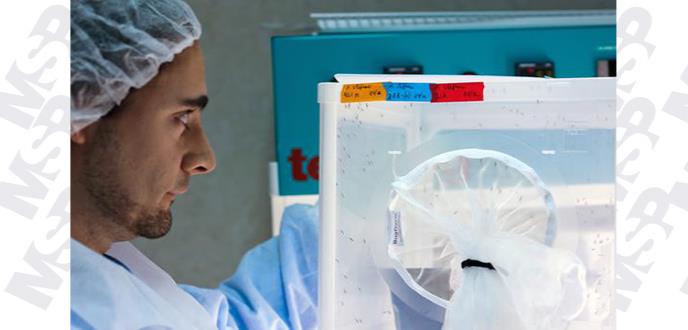 El parásito de la malaria se hace supermutante para resistir al arsenal de fármacos