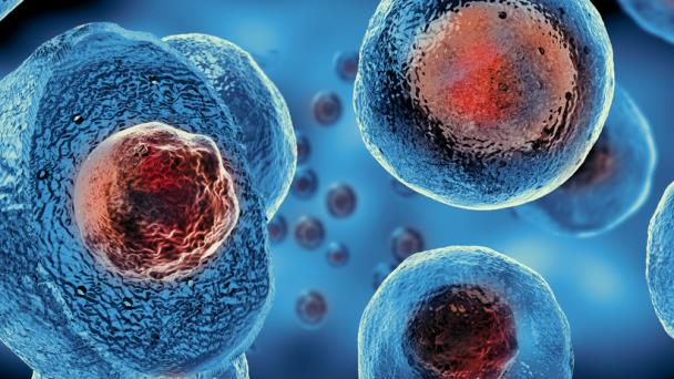 Células madre resisten el envejecimiento y mantienen la regeneración muscular hasta la vejez