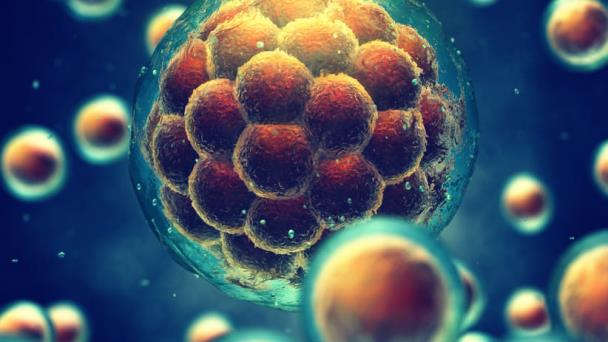 Células madre hematopoyéticas para tratar ataxia telangiectasia