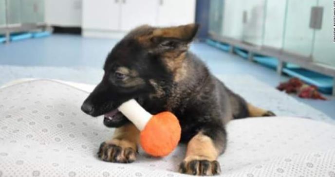 China comienza a entrenar a su primer perro policía clonado