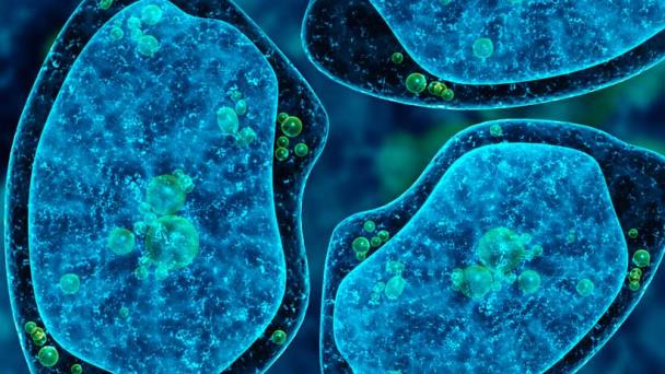 Científicos trabajan en la creación de amebas incapaces de adherirse al intestino Científicos trabajan en la creación de amebas incapaces de adherirse al intestino