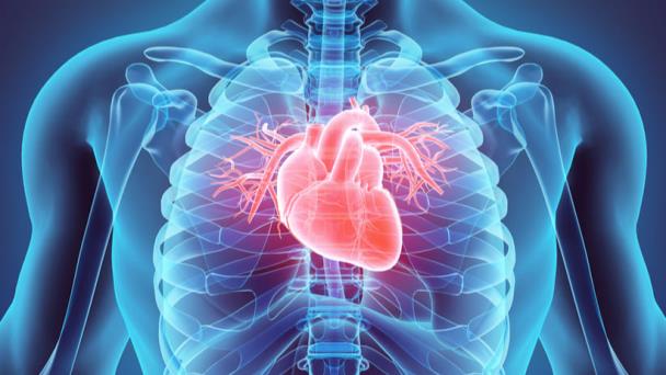 Nueva fórmula para tratar la enfermedad arterial coronaria y periférica Nueva fórmula para tratar la enfermedad arterial coronaria y periférica