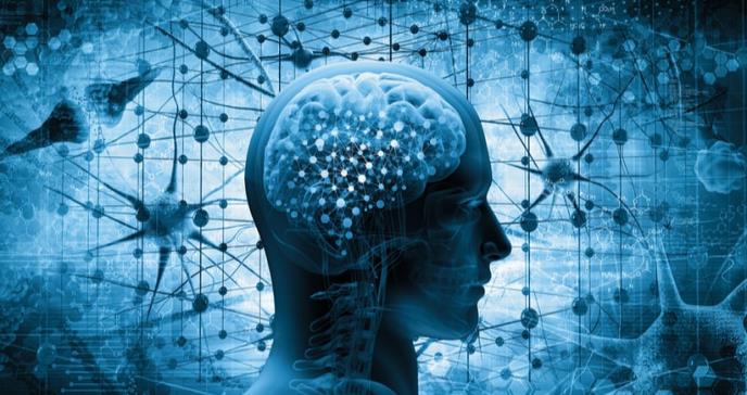 Publicado el primer mapa genético de la corteza cerebral