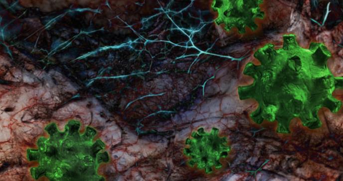 COVID-19: daño en los capilares impide la absorción de oxígeno en sangre