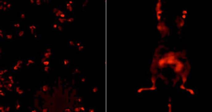 Crean nuevos sensores para la detección y el estudio de la evolución tumoral