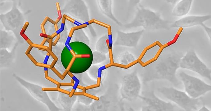 Desarrollan estructuras moleculares para eliminar células cancerosas de forma selectiva