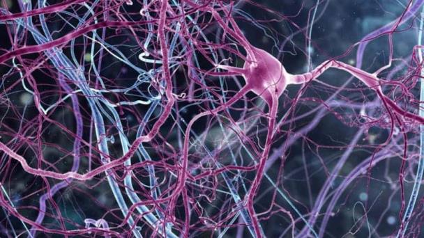 Descubren células cerebrales que rigen los recuerdos traumaticos Descubren células cerebrales que rigen los recuerdos traumaticos