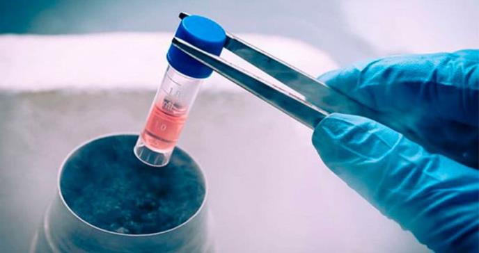 Diseñan riñones artificiales para estudiar la enfermedad poliquística renal