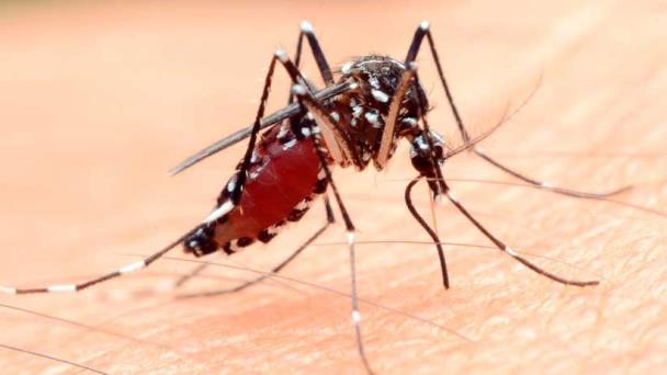 Editar el gen del mosquito previene la malaria y detiene su reproducción Editar el gen del mosquito previene la malaria y detiene su reproducción