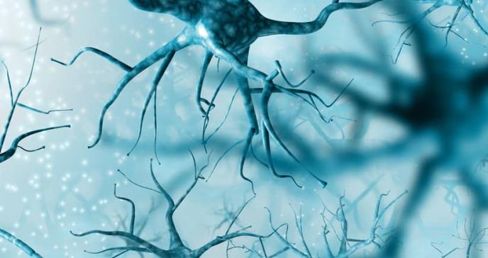 Descrito un efecto proinflamatorio de los endocannabinoides en el cerebro