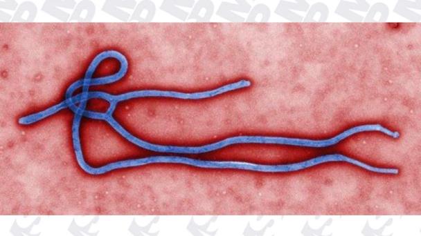 El brote de ébola en la República Democrática del Congo, el segundo más grande de la historia El brote de ébola en la República Democrática del Congo, el segundo más grande de la historia