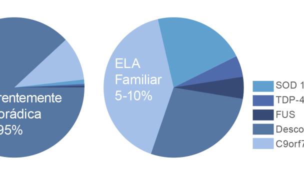 La Esclerosis Lateral Amiotrófica (ELA): Aspectos clínicos y genéticos de la enfermedad