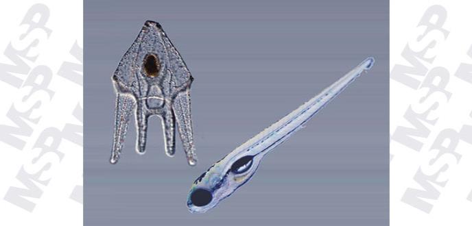 Una mutación en la evolución de los animales explica el origen de órganos humanos