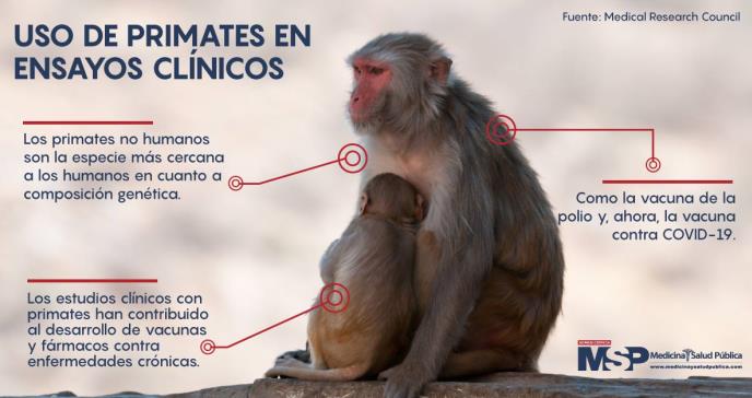 EE. UU alerta sobre escasez de primates para pruebas de la vacuna contra COVID-19