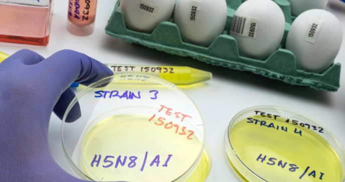 Se registra el primer contagio de gripe aviar en humanos, se trata del patógeno H5N8