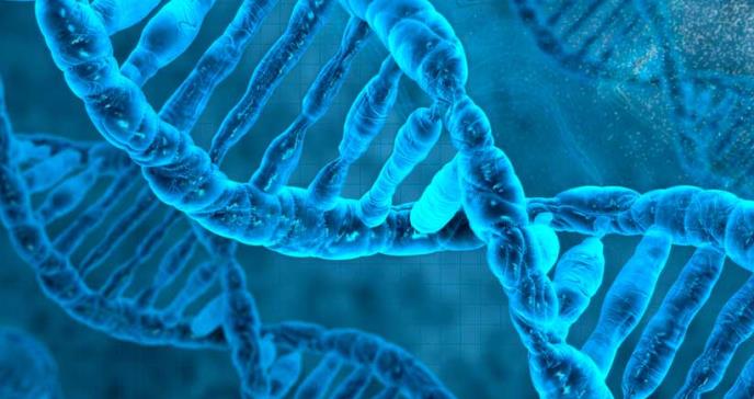Hallan el gen detrás del diseño del rostro humano