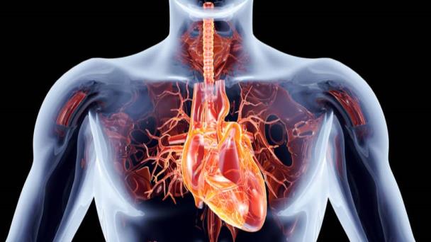 Hasta 25 años podría tardar el corazón en limpiarse al dejar de fumar Hasta 25 años podría tardar el corazón en limpiarse al dejar de fumar