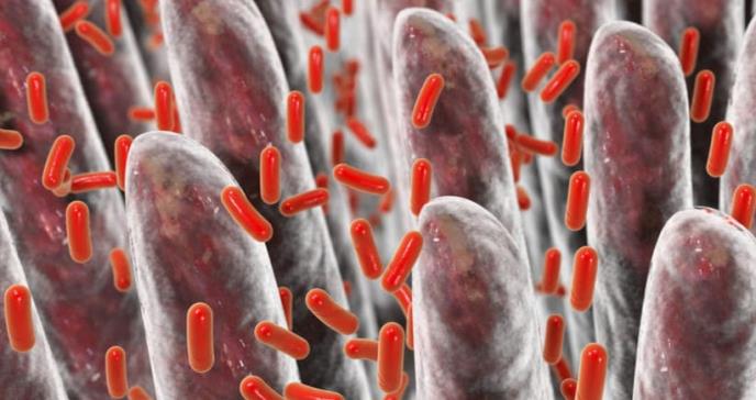 Identifican bacteria intestinal que puede ayudar a combatir la obesidad y el estrés