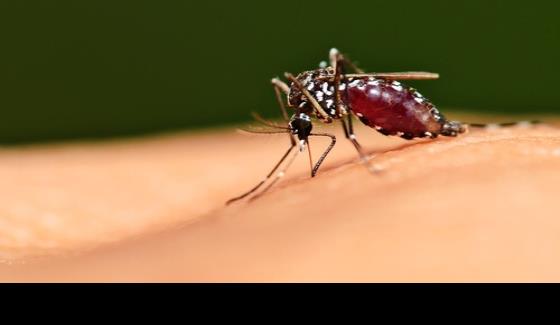 Un nuevo avance en la vacuna universal contra el cáncer