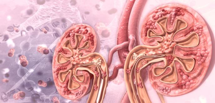 La diabetes como causa de fallo renal