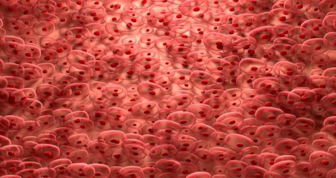 Las células de dos núcleos podrían ser la clave en la regeneración de corazón