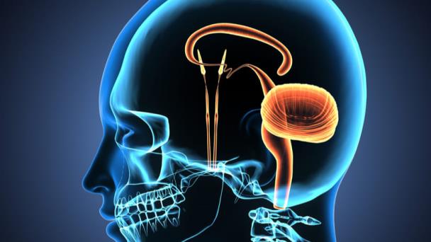 El cerebelo cumple funciones más vitales de las que se creían El cerebelo cumple funciones más vitales de las que se creían