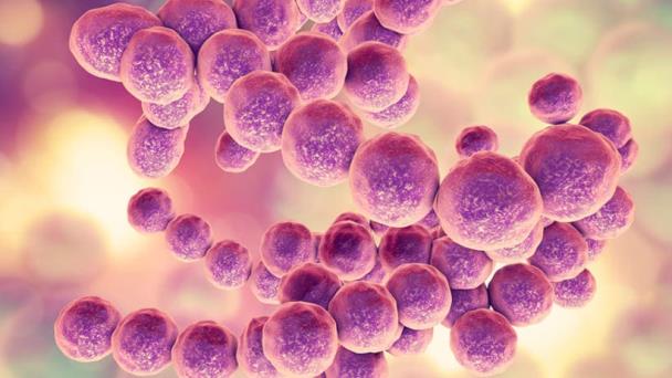 Los microbios intestinales pronosticarían los brotes de lupus Los microbios intestinales pronosticarían los brotes de lupus