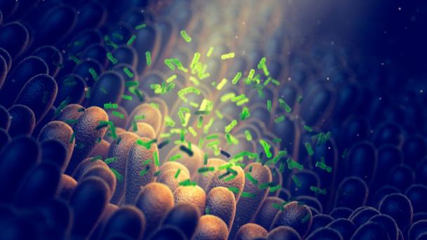 Descubren un mecanismo que regula la actividad de Staphylococcus aureus Descubren un mecanismo que regula la actividad de Staphylococcus aureus