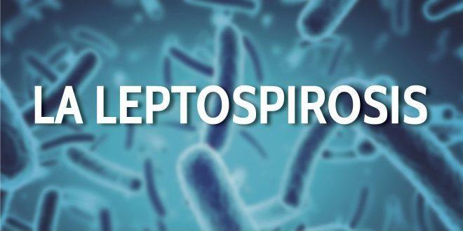 La Leptospirosis La Leptospirosis