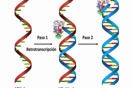 Nuevas claves para entender la variabilidad de los retrovirus
