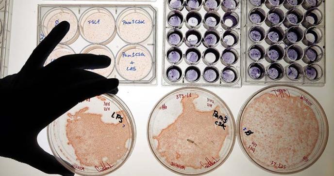 Ofensiva de la Administración Trump contra la investigación médica con tejidos fetales