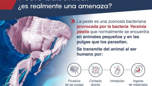 Peste bubónica: aún activa y causando muertes en el mundo Peste bubónica: aún activa y causando muertes en el mundo