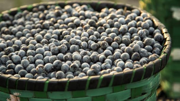 Qué es el açaí, el fruto de Brasil que se popularizó en dietas de todo el mundo