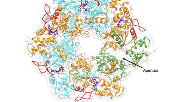 Resuelto el enigma energético de una proteína crucial para el cáncer