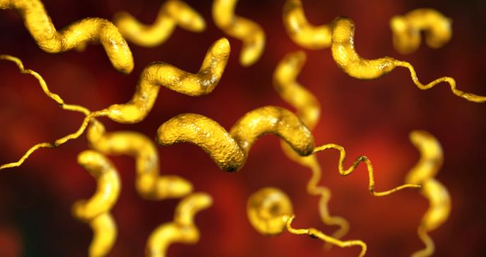 Cómo un trasplante de heces de otra persona en el intestino te podría salvar la vida