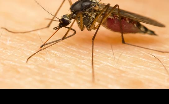 Confirman primer caso del virus Zika en una mujer embarazada en Puerto Rico