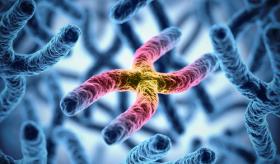 Marcada la herencia del ADN mitocondrial taíno en Puerto Rico