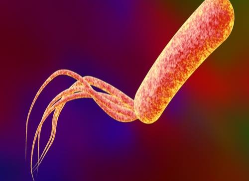 Melioidosis: una bacteria mortal identificada en el este de la isla
