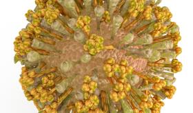 Probada científicamente la asociación del chikungunya y lesiones cerebrales en neonatos del País