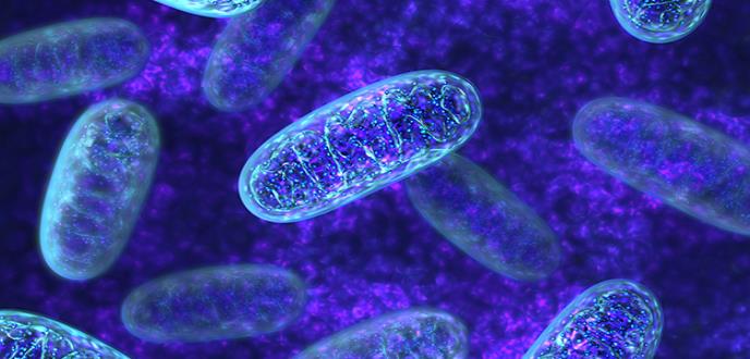Las mitocondrias de una célula tumoral predicen su sensibilidad a la quimioterapia