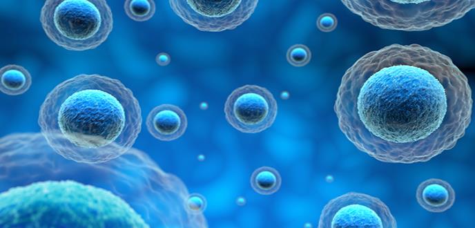 La terapia con células madres podría mejorar la perfusión cardíaca después de infarto