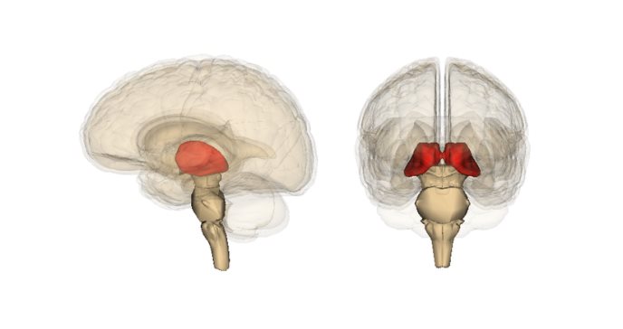 Un nuevo atlas de los núcleos del tálamo para conocer mejor el cerebro