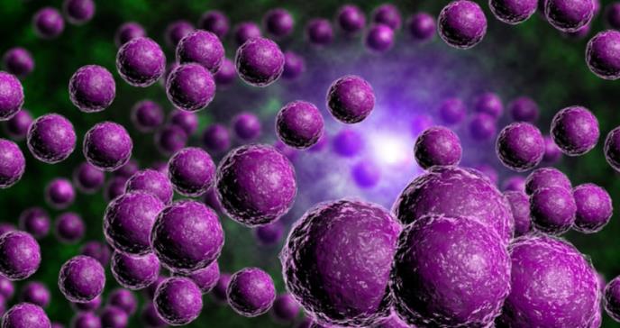 Diseñan antitoxina efectiva contra Staphylococcus aureus