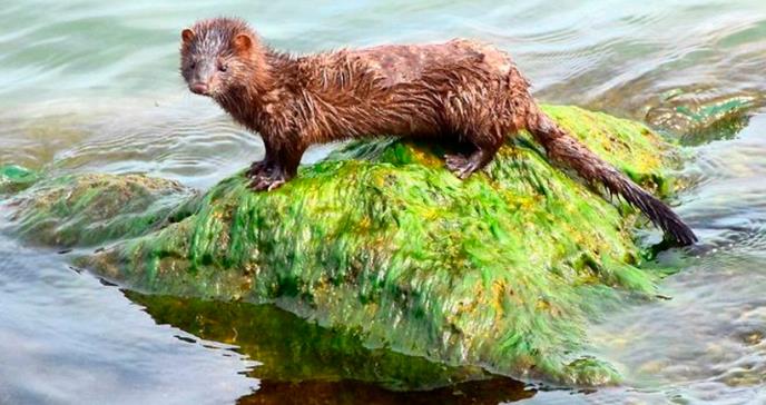 Detectan el primer caso de coronavirus en un animal silvestre