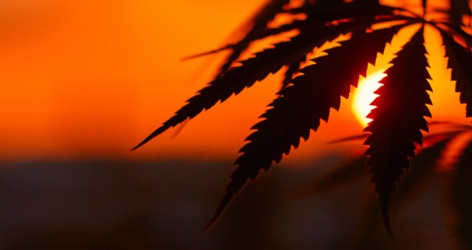 Cultivar cannabis en grandes cantidades afecta el medio ambiente más que las minas de carbón