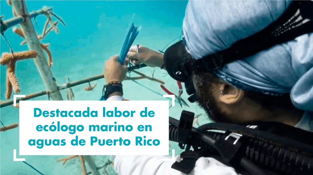 El ecólogo marino, Alex Mercado quien regresó a la isla para rescatar corales