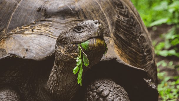 La acción humana, clave en la resistencia a antibióticos de las tortugas La acción humana, clave en la resistencia a antibióticos de las tortugas