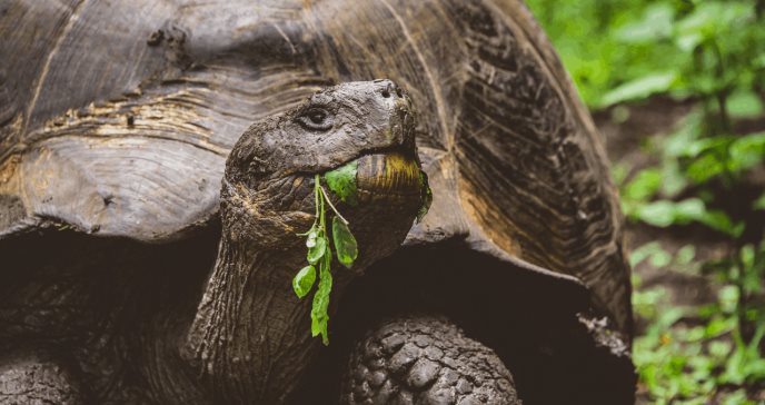 La acción humana, clave en la resistencia a antibióticos de las tortugas