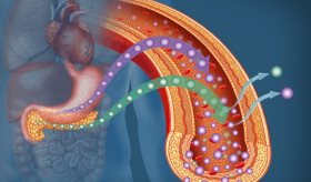 Estos son los diferentes tipos de Diabetes